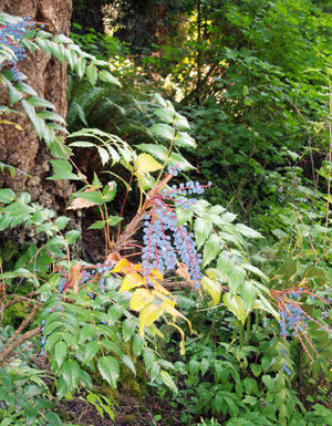 The Mountain Gardener: Winter natives keep birds in the garden
