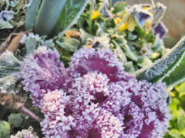 Gardener: Seek your garden knowledge close to home soil