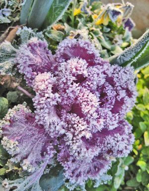 Gardener: Seek your garden knowledge close to home soil