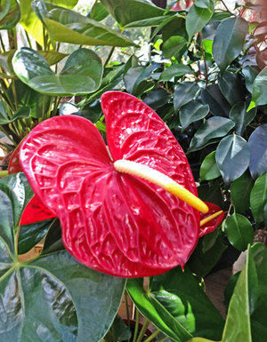 The Mountain Gardener: Houseplants promise color when the sky is gray Jan Nelson