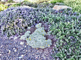 The Mountain Gardener: Infuse your life by growing herbs