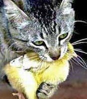 Nature Friendly: Wildlife and cats just don’t mix