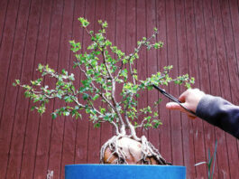 The Mountain Gardener: Bonsai in your backyard