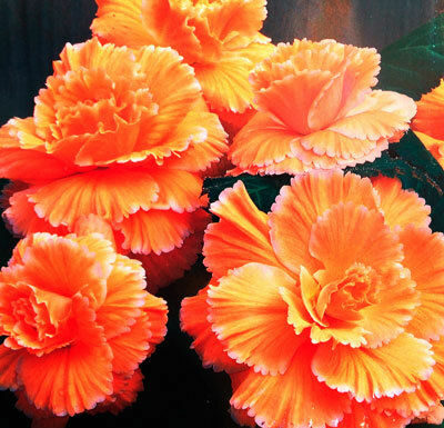 The Mountain Gardener: Bulbs add color to summer garden