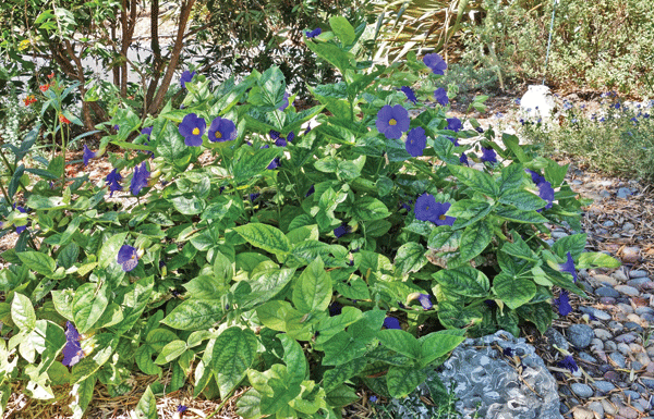 The Mountain Gardener: Small spaces can be wonderful places