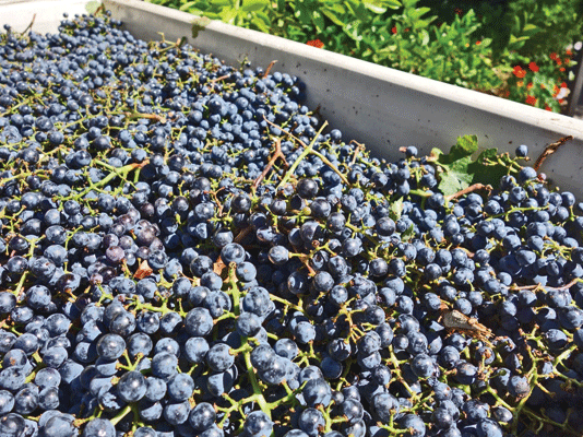 The Mountain Gardener: Tips and tricks to keep wine grapes safe