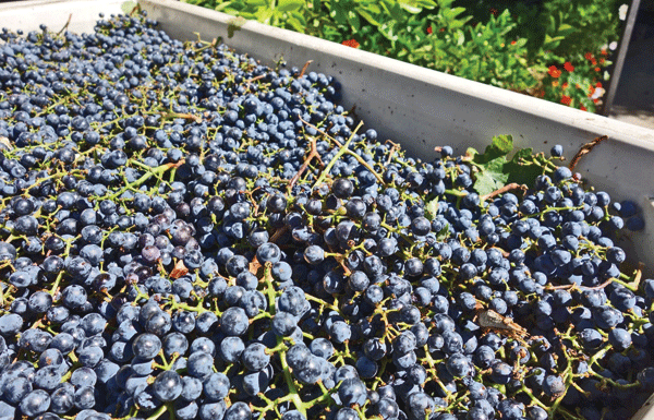 The Mountain Gardener: Tips and tricks to keep wine grapes safe