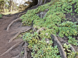 The Mountain Gardener: Local sloughs a harbor for plants, wildlife