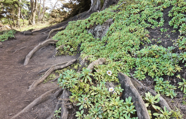The Mountain Gardener: Local sloughs a harbor for plants, wildlife