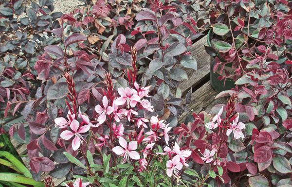 The Mountain Gardener: Fall tips and chores for a healthy garden
