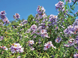 The Mountain Gardener: Properly remove cover crops to reveal better soil