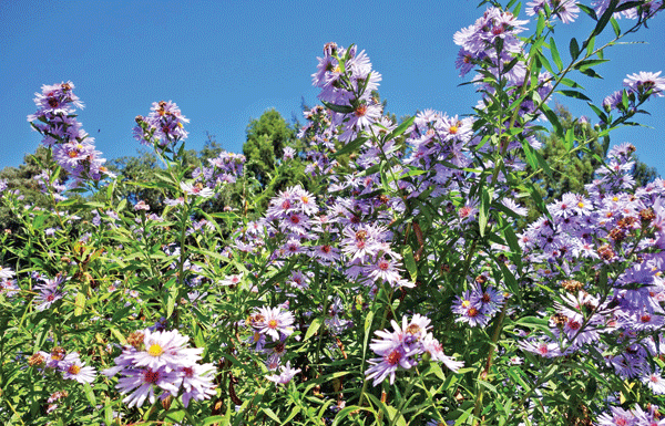 The Mountain Gardener: Properly remove cover crops to reveal better soil