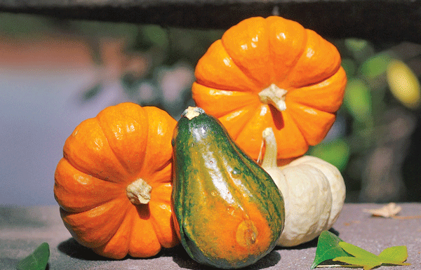Decorating with pumpkins and gourds