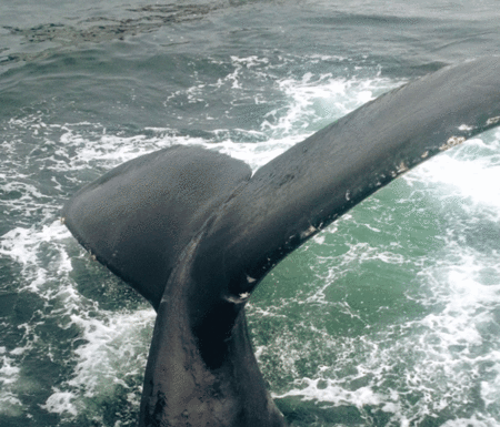 Let’s Go Fishin’: Whales and red tide