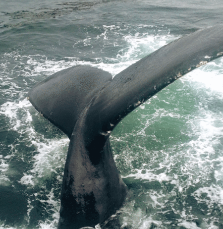 Let’s Go Fishin’: Whales and red tide