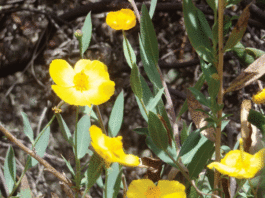 The Mountain Gardener: Plant groundcover before hillsides wash away