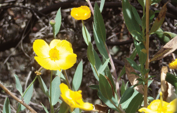 The Mountain Gardener: Plant groundcover before hillsides wash away