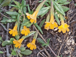 The Mountain Gardener: Fire-safe landscaping, part 1