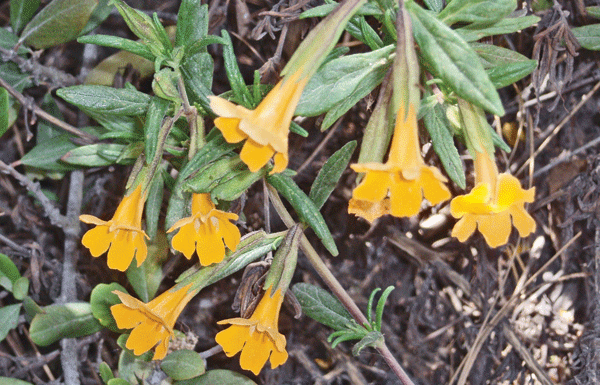 The Mountain Gardener: Fire-safe landscaping, part 1