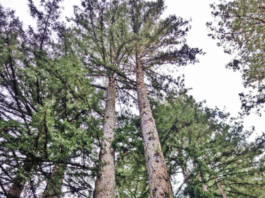 The Mountain Gardener: Trim and prune trees with care