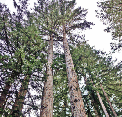 The Mountain Gardener: Trim and prune trees with care