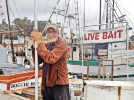 Let’s go fishin’: Baitfish flood the Bay