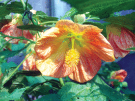 The Mountain Gardener: Fall tasks help the garden thrive come spring