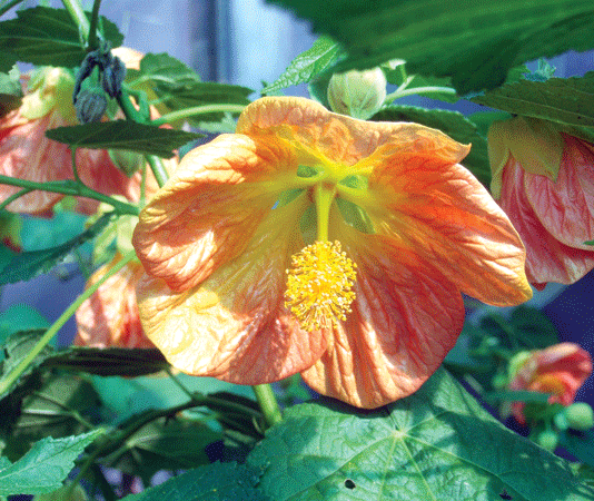 The Mountain Gardener: Fall tasks help the garden thrive come spring