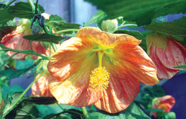 The Mountain Gardener: Fall tasks help the garden thrive come spring