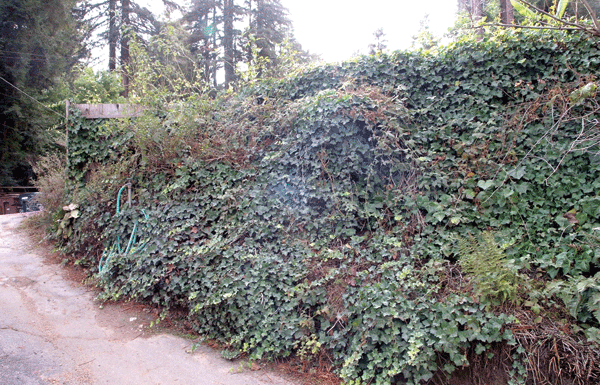 The Mountain Gardener: Living wall shouts love at every turn