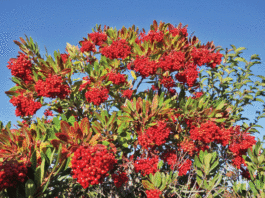 The Mountain Gardener: How to deal with frost, and winter gifts