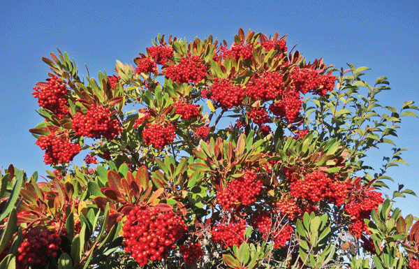 The Mountain Gardener: How to deal with frost, and winter gifts