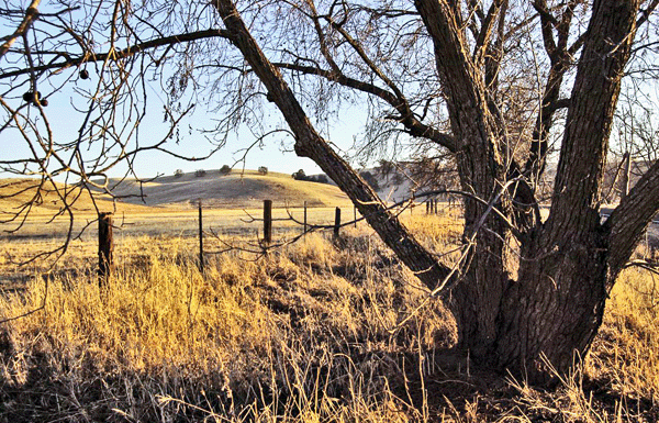 The Mountain Gardener: Trim ornamental grasses correctly for year-round vigor