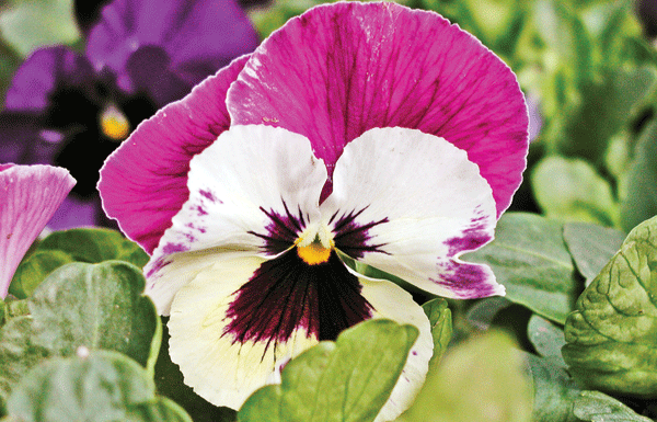 The Mountain Gardener: Having a garden journal pays dividends