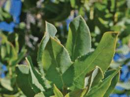 The Mountain Gardener: How you can make your garden more drought tolerant