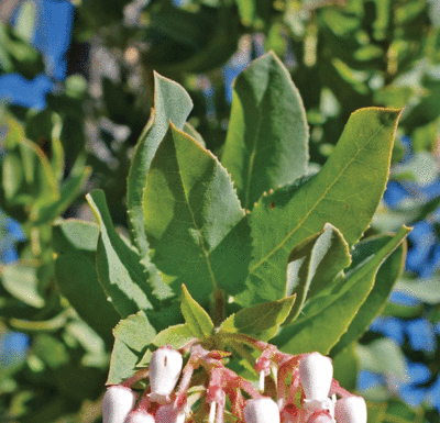The Mountain Gardener: How you can make your garden more drought tolerant