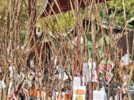 The Mountain Gardener: Bare root is the way to go