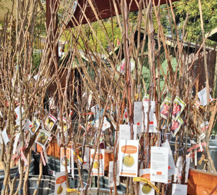 The Mountain Gardener: Bare root is the way to go