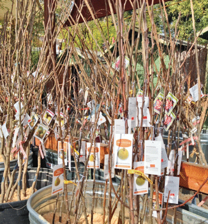 The Mountain Gardener: Bare root is the way to go