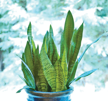 The Mountain Gardener: Keep your indoor plants alive during cold winter