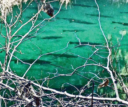 Let’s Go Fishin’: Low water stress