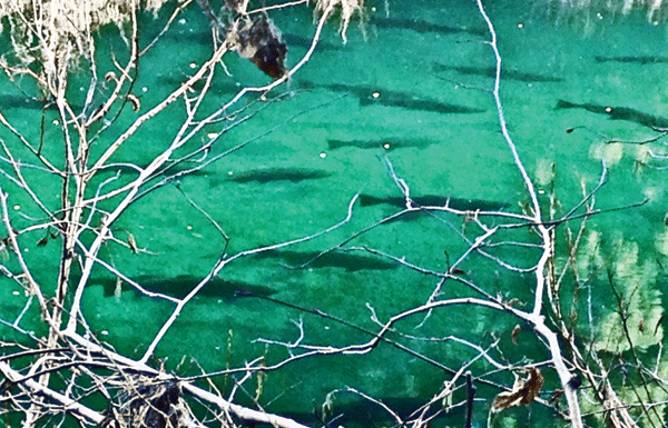 Let’s Go Fishin’: Low water stress