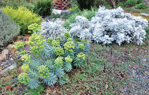 The Mountain Gardener: ‘Mr. Mulch’ on a water-saving crusade