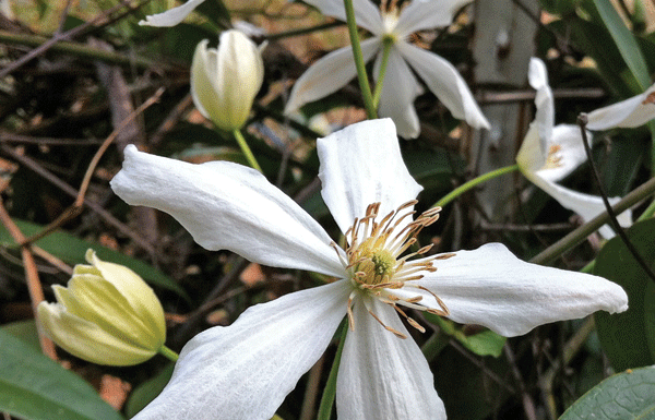 The Mountain Gardener: Some new bloomers for your garden