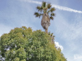 The Mountain Gardener: Tree beauty, functionality important for any home