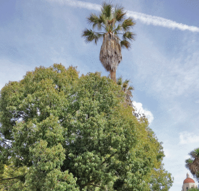 The Mountain Gardener: Tree beauty, functionality important for any home