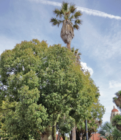 The Mountain Gardener: Tree beauty, functionality important for any home