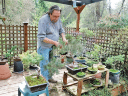 The Mountain Gardener: Bonsai an amazing form of tree art