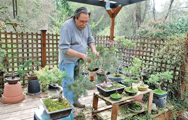 The Mountain Gardener: Bonsai an amazing form of tree art