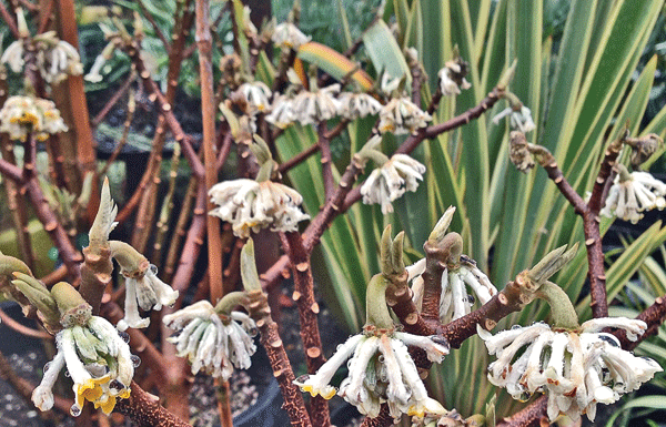 The Mountain Gardener: Several showy plants to enhance your garden